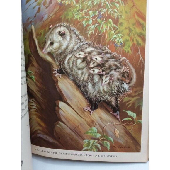 1934 Homes and Habits of Wild Animals Walter Weber Illustrations Children's Book - Picture 12 of 16